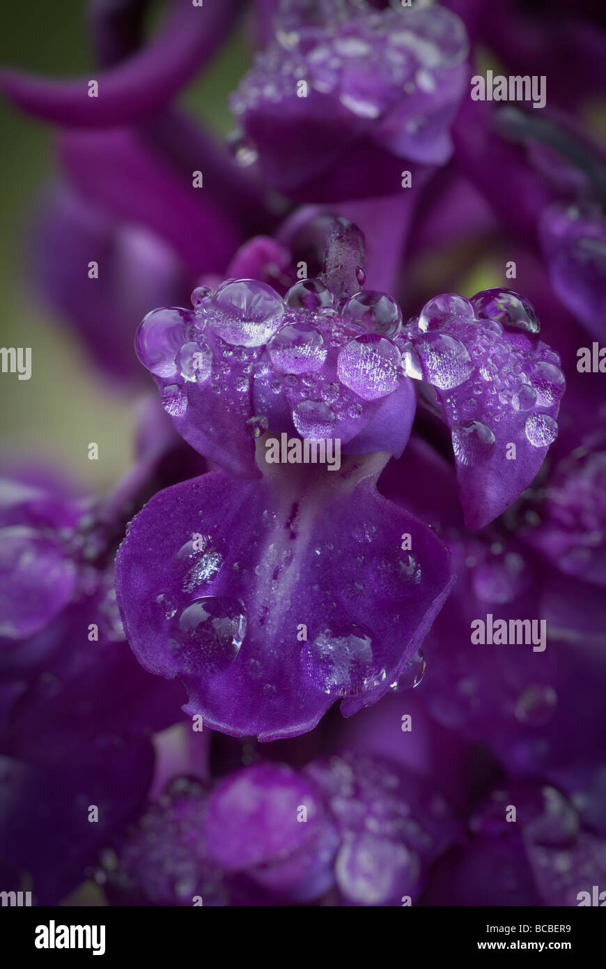 Early Purple orchid dans la rosée du matin Orchis mascula Banque D'Images