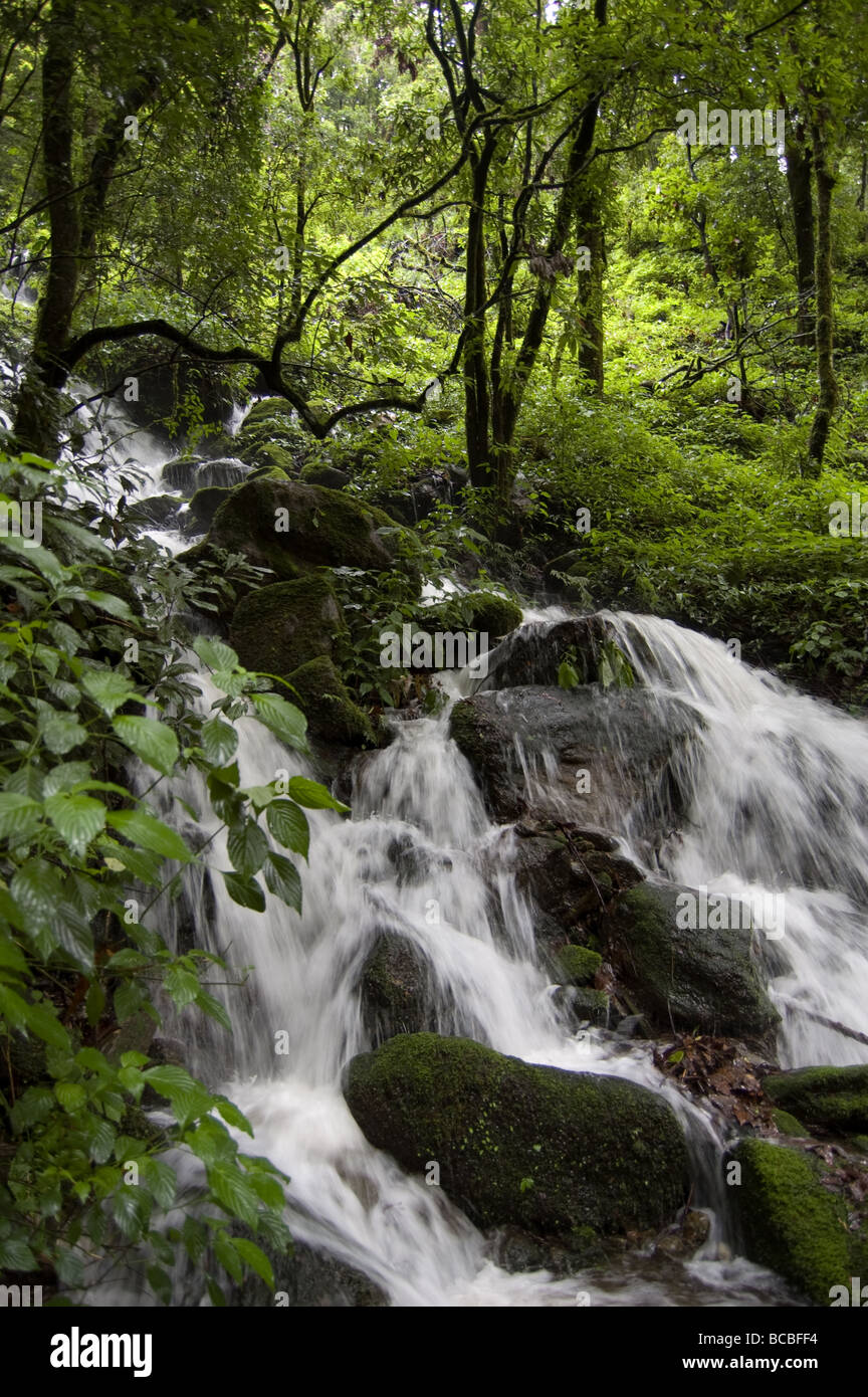 Une rivière dans le langtang trek dans l'Himalaya au Népal Banque D'Images