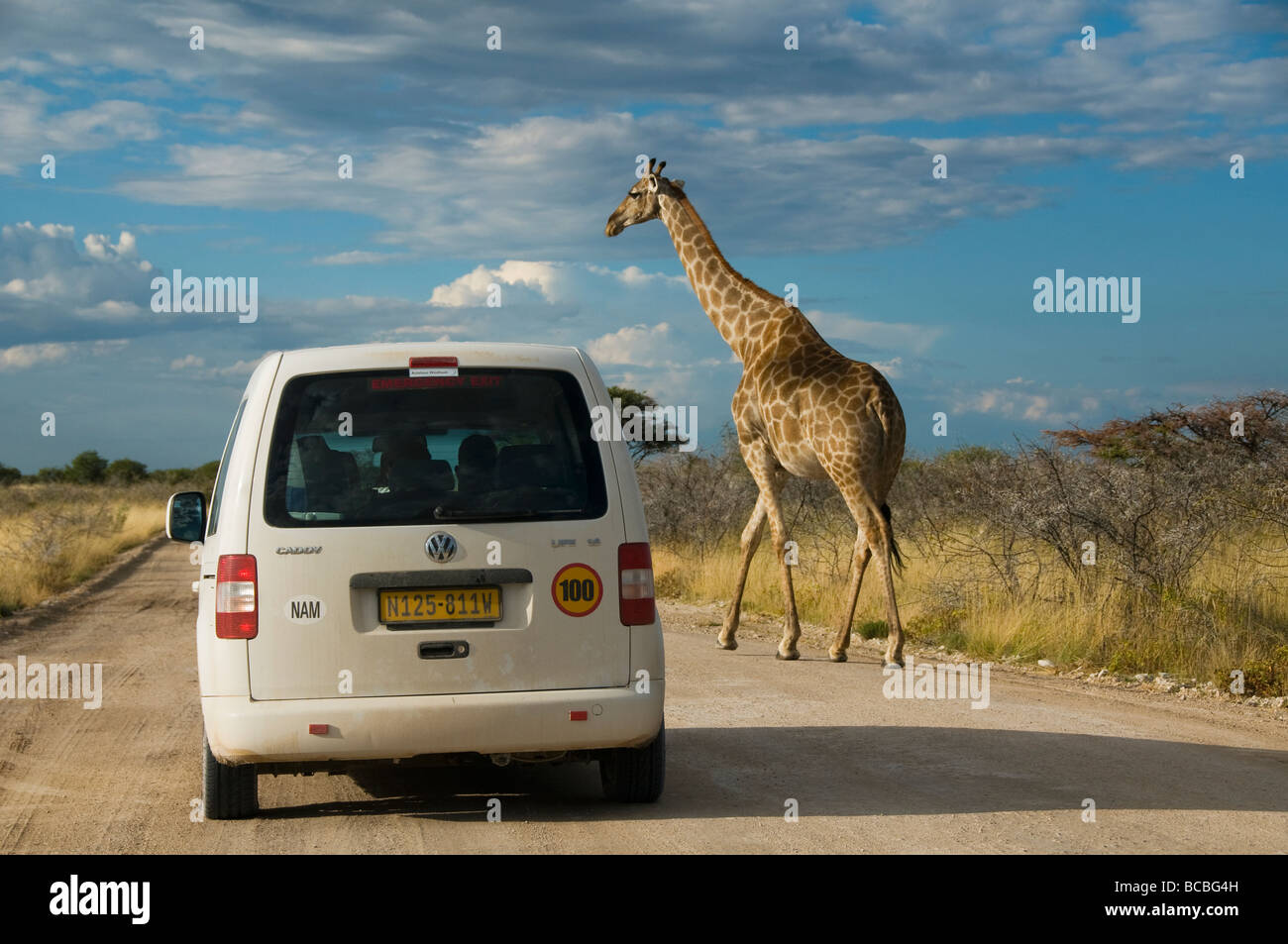 Girafe (Giraffa camelopardalis) traverser la route dans le parc national d'Etosha en Namibie Banque D'Images