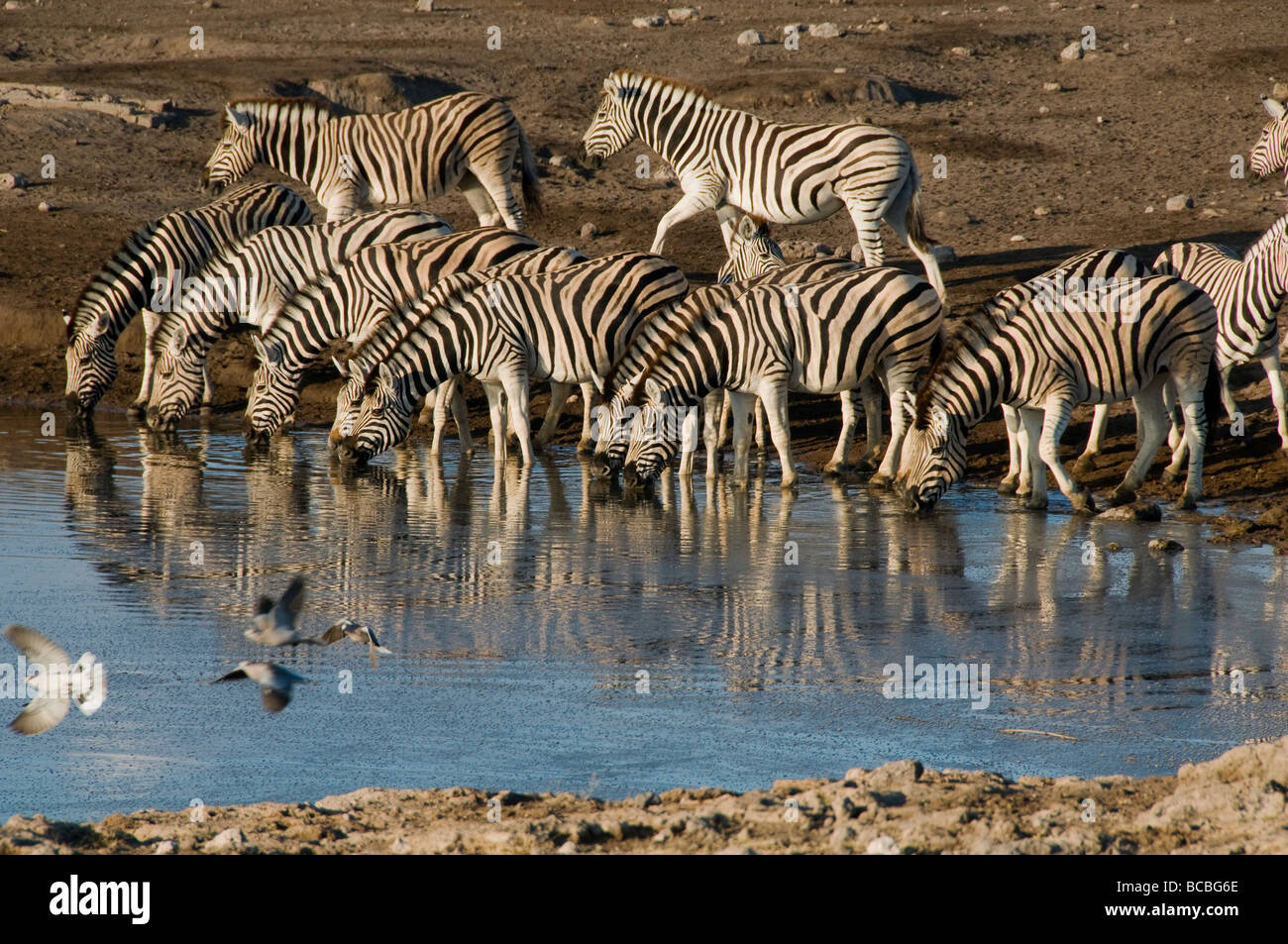 Troupeau de zèbres de Burchell de boire à un point d'eau dans le parc national d'Etosha en Namibie Banque D'Images
