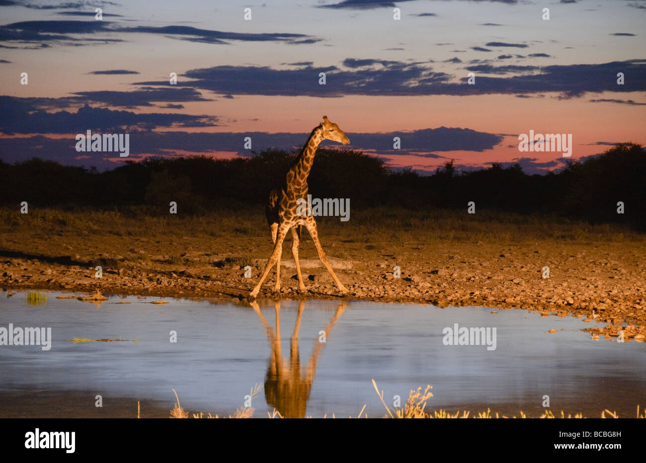 Girafe (Giraffa camelopardalis) qui se profile au coucher du soleil dans le parc national d'Etosha en Namibie Banque D'Images