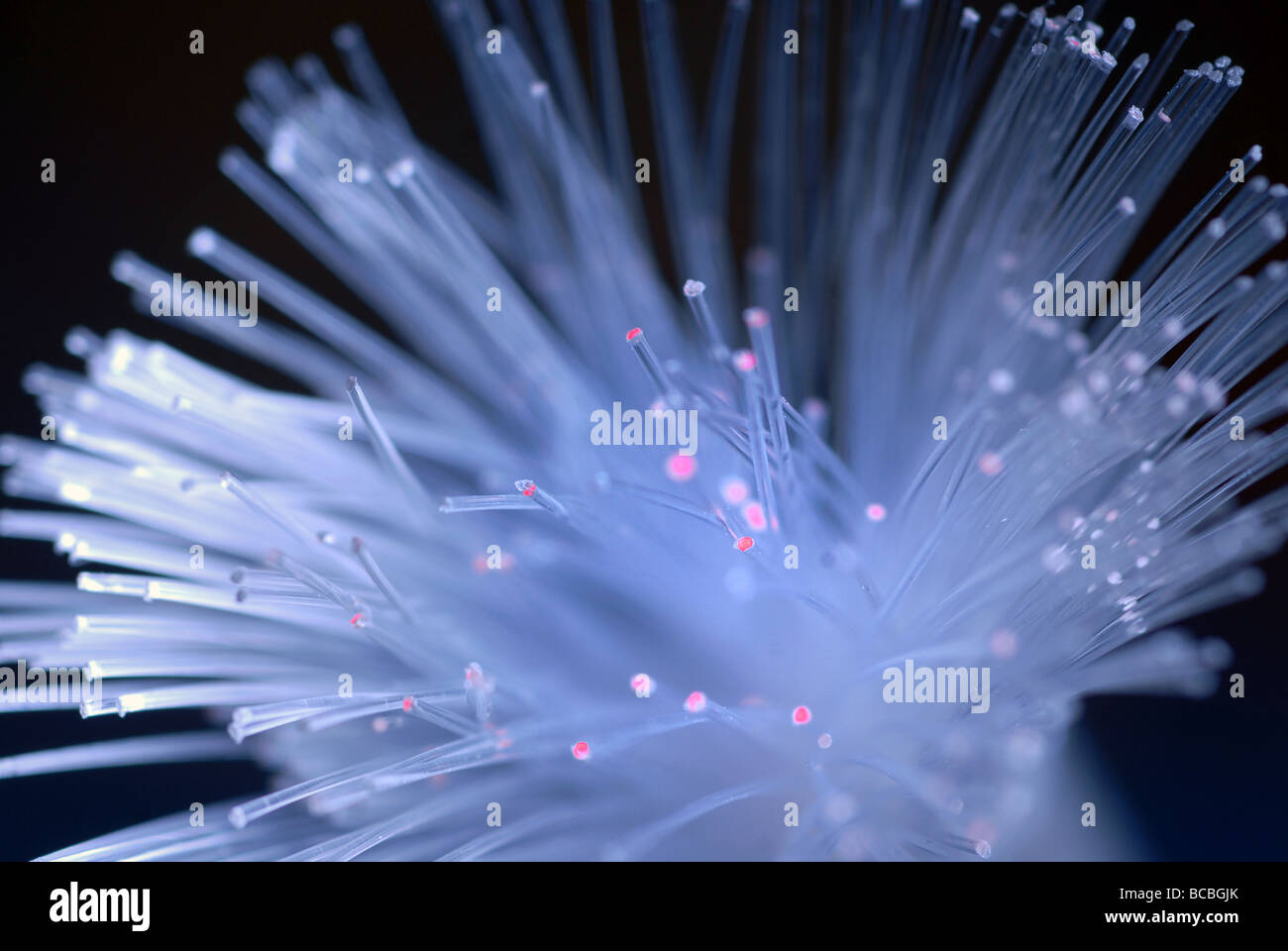 Close up shot macro d'un câble à fibre optique sur un fond sombre Banque D'Images