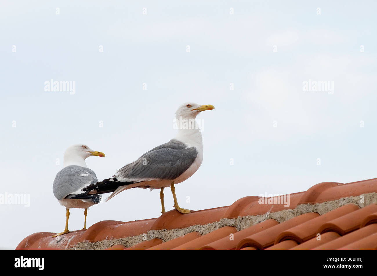 Deux mouettes sur le toit Banque D'Images