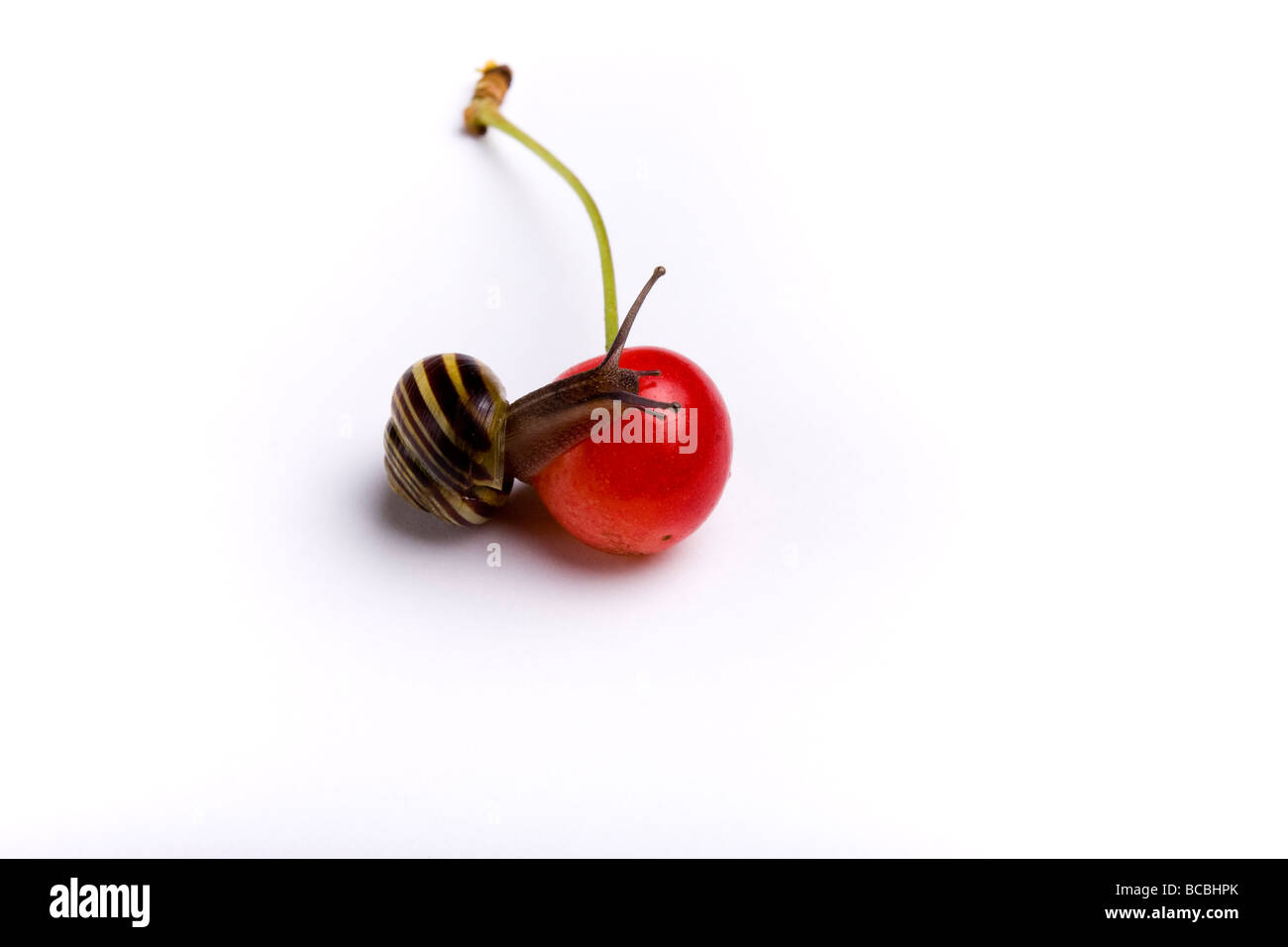 Petite cerise rouge juste tombé d'un arbre studio shot contre fond blanc avec Randy garden snail équilibrant sur le dessus de la cerise Banque D'Images