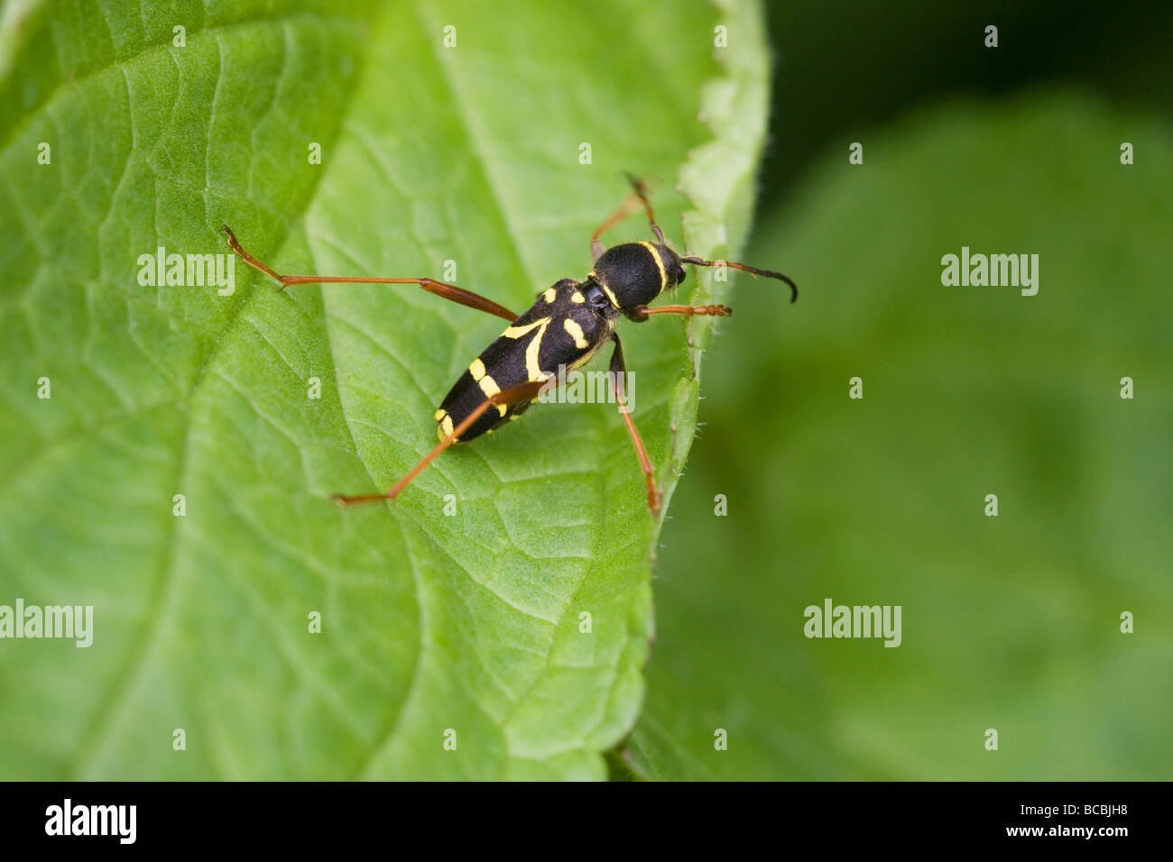 Clyttus arietus Wasp Beetle au repos sur une feuille Banque D'Images
