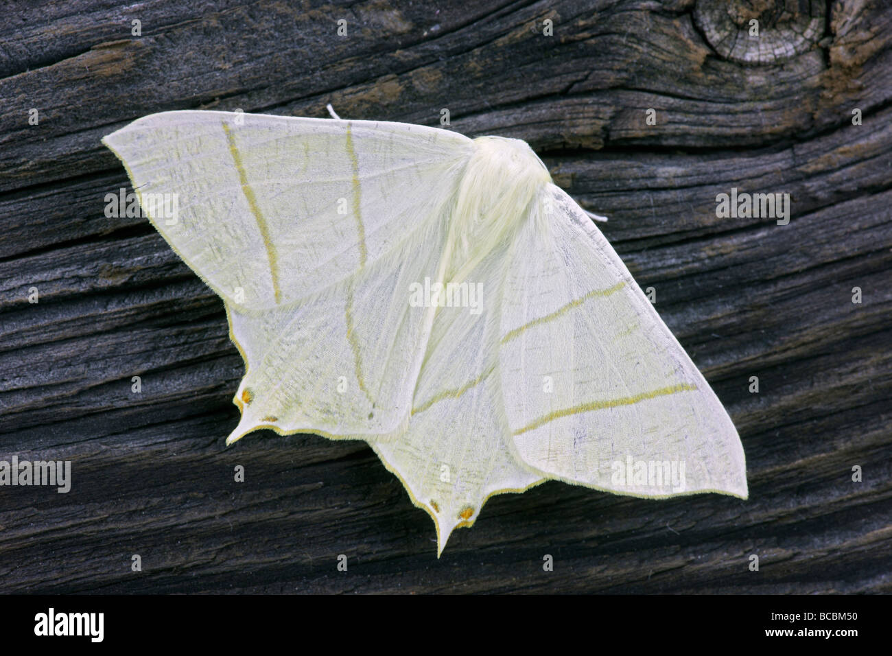 Papillon à queue Ourapteryx sambucaria Banque D'Images
