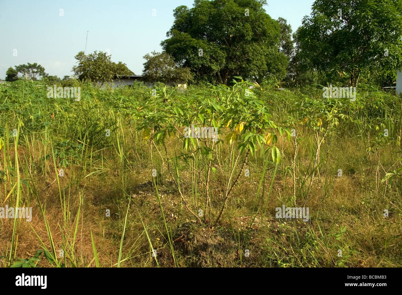 Récolte de manioc poussant dans village de Bonendale près de Douala Cameroun Afrique de l'Ouest Banque D'Images
