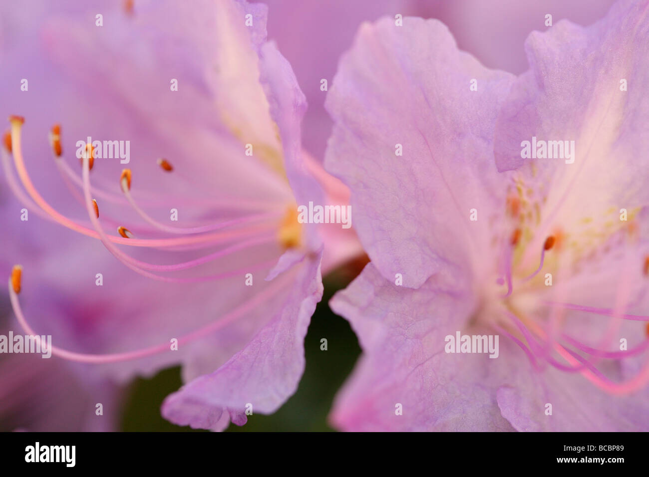 Couleurs douces et éthérées de fleurs d'azalées élégante fine art photography Photographie Jane Ann Butler JABP490 Banque D'Images