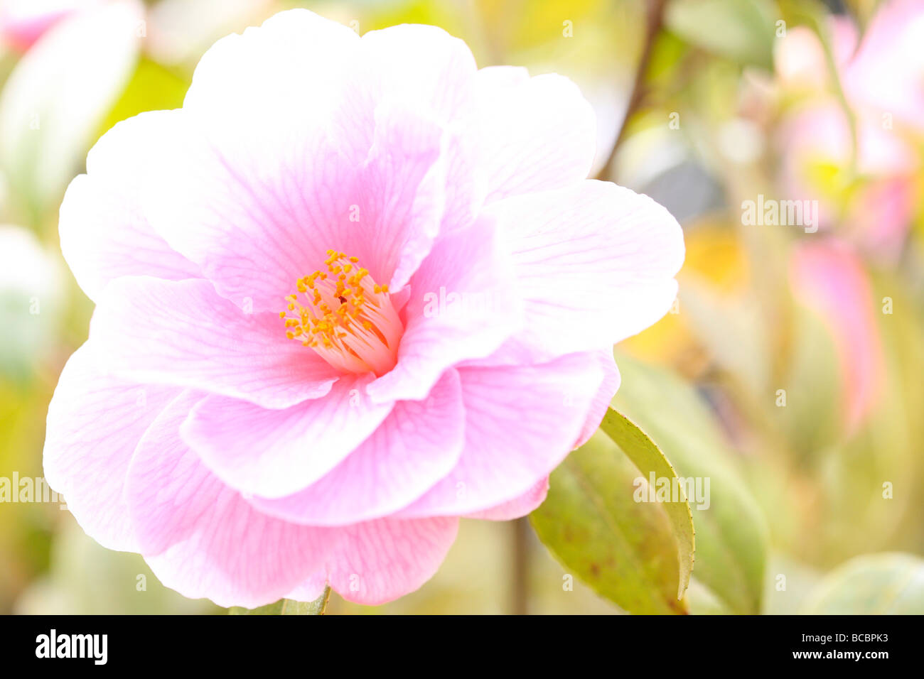 Une douce caresse de printemps agrumes le joli camellia fine art photography Photographie Jane Ann Butler JABP484 Banque D'Images