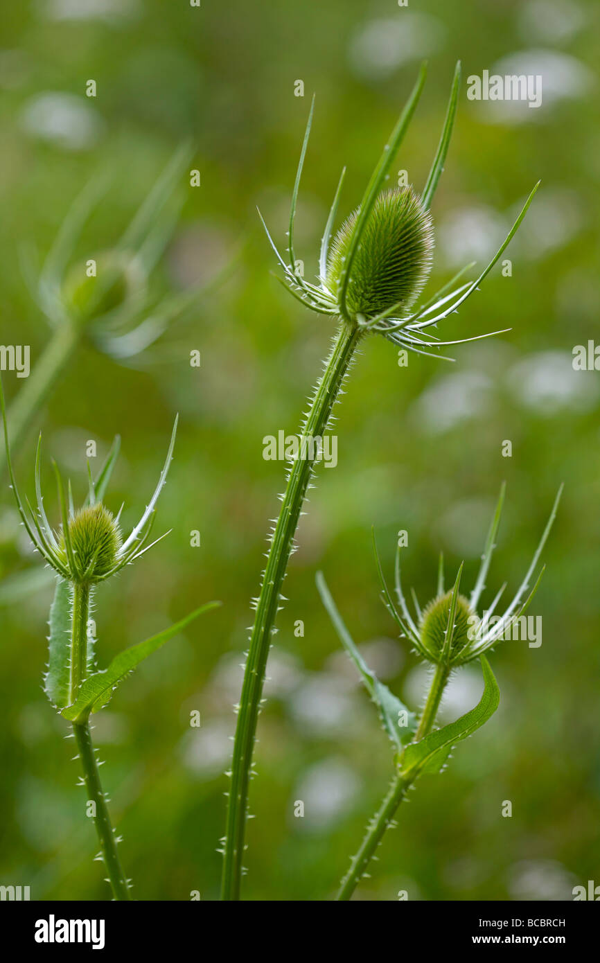 Chardons - Dipsacus fullonum Banque D'Images