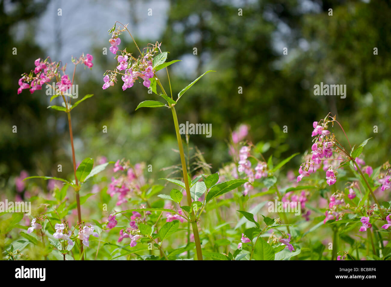Balsamine de l'himalaya - une très mauvaise herbe envahissante Banque D'Images