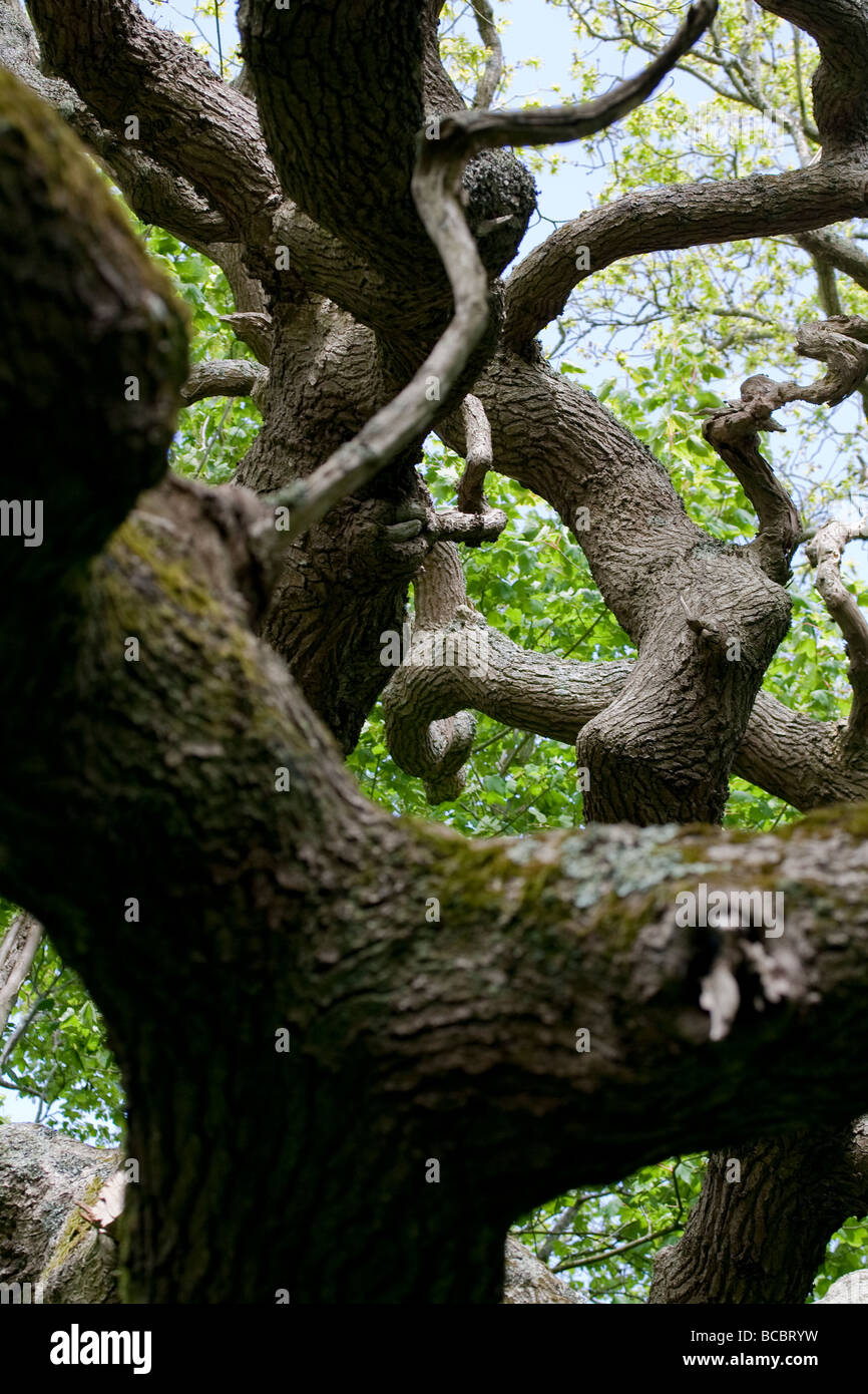 Chêne Anglais antique des branches d'arbre et auvent Banque D'Images