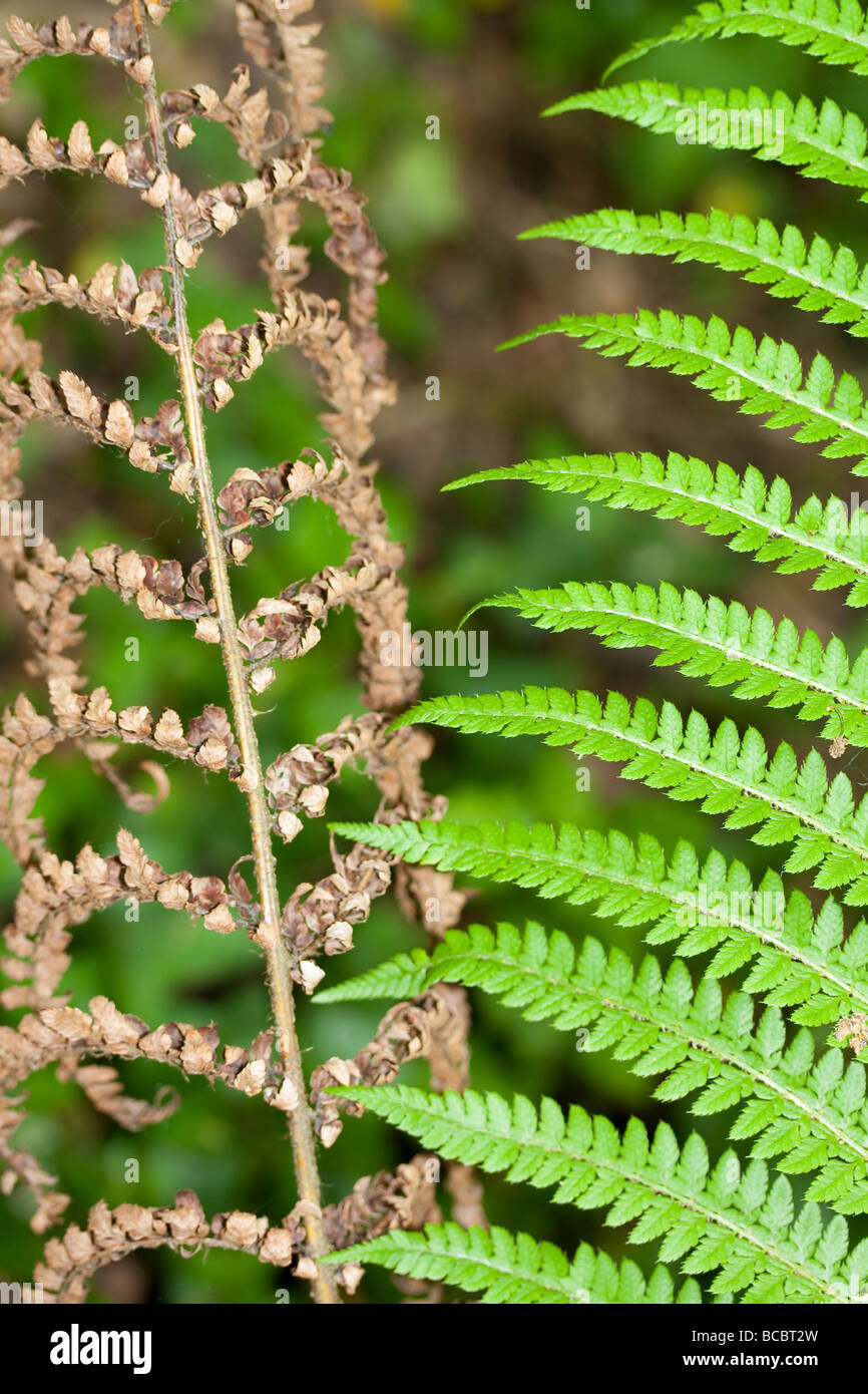 Ancien et nouveau frondes de fougère Banque D'Images