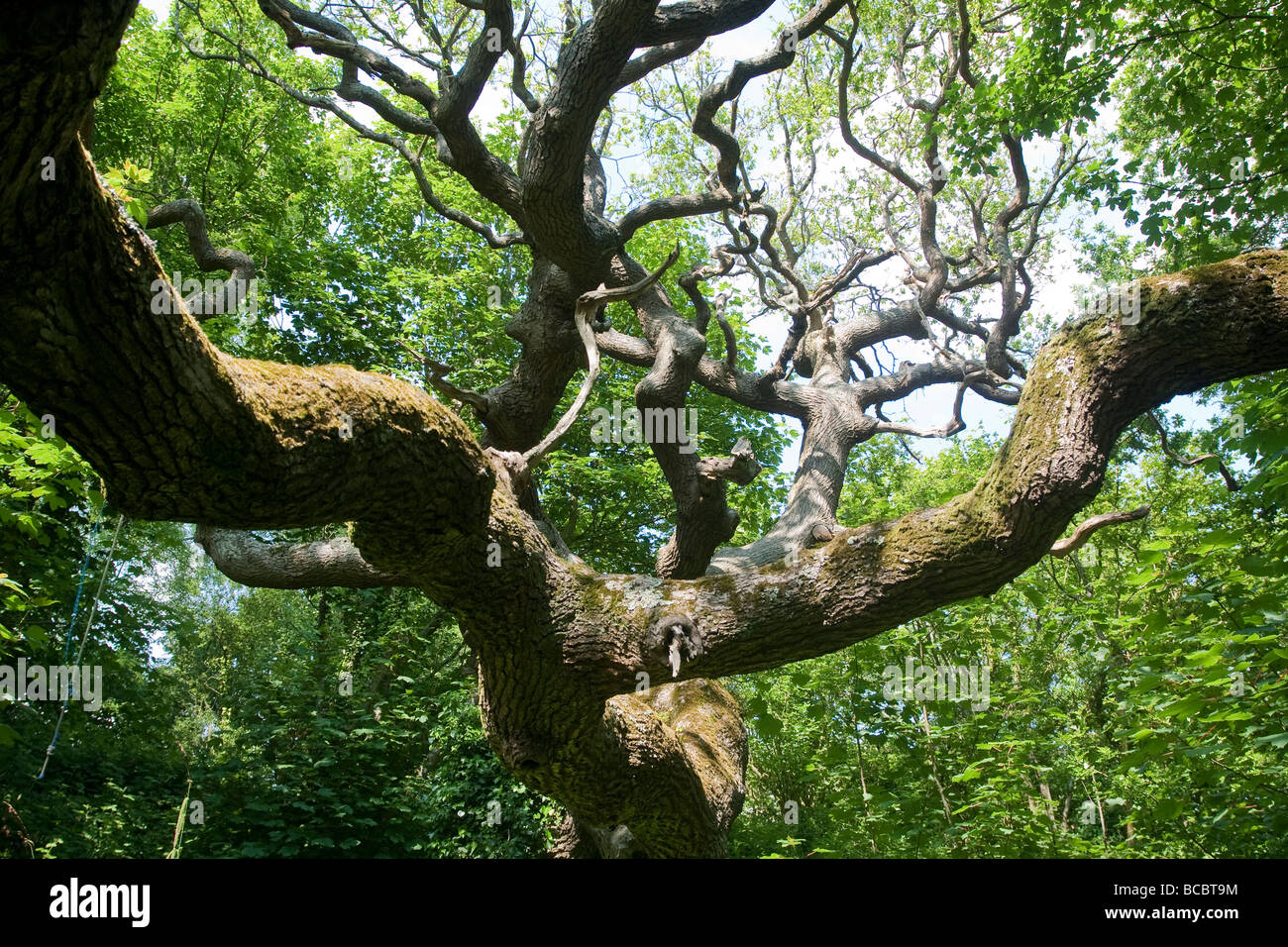 Chêne Anglais antique des branches d'arbre et auvent Banque D'Images