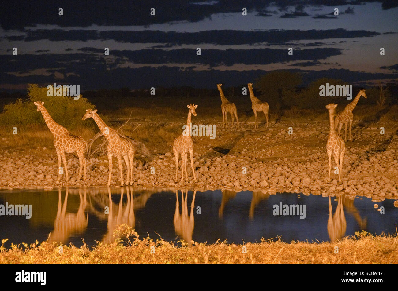 Les Girafes (Giraffa camelopardalis) qui se profile au coucher du soleil dans le parc national d'Etosha en Namibie Banque D'Images
