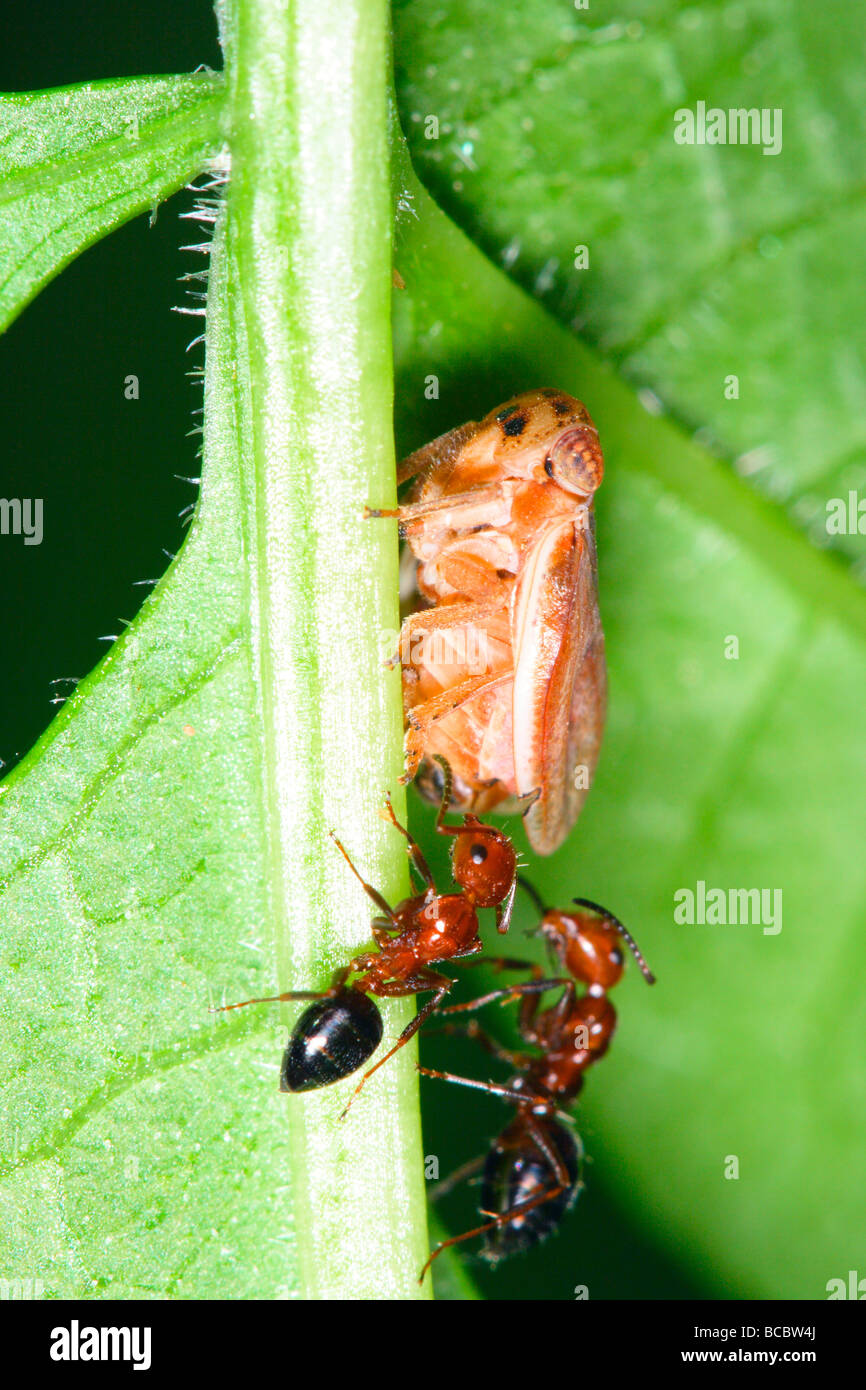 Froghopper, Aphrophoridae. Des profils sap-suçant sur tige avec deux fourmis Crematogaster scutellaris, Banque D'Images