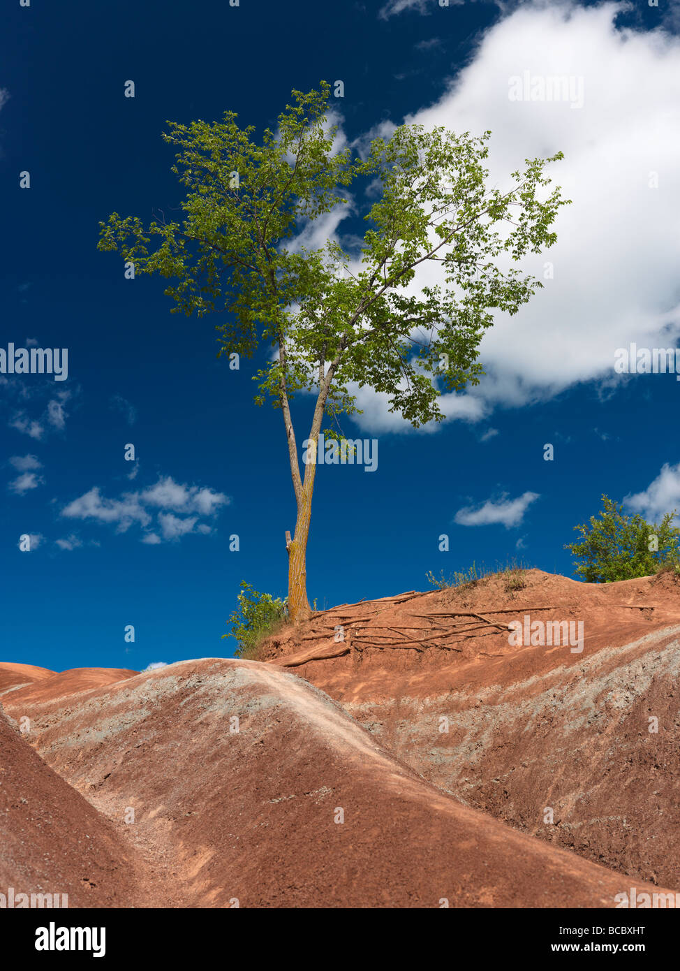 Seul arbre vert croissant sur une colline escarpée dans Badlands Banque D'Images