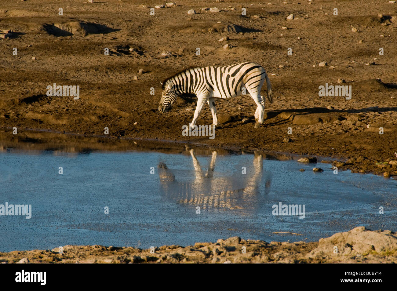 Lone Burchell zebra boire à un étang dans le parc national d'Etosha en Namibie Banque D'Images