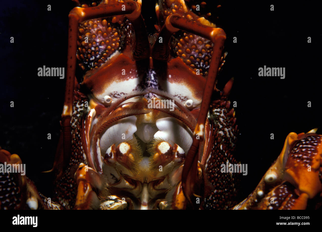 Un étranger le sud de langouste, les mâchoires et le rostre de filaments en tenailles. Banque D'Images
