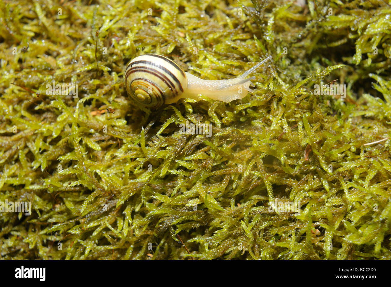 Escargots escargot sur mousse Banque D'Images