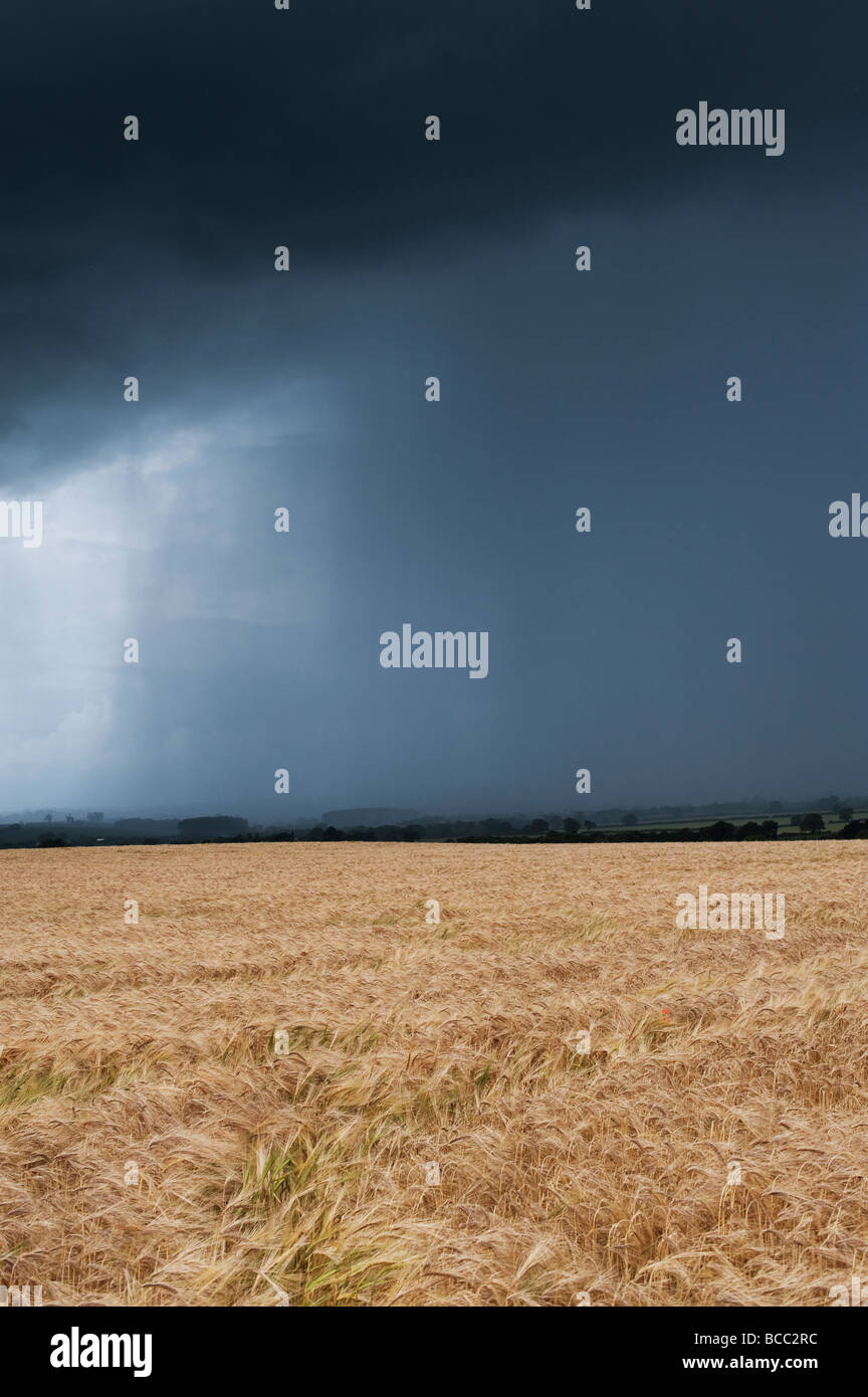 Hordeum vulgare. Champ d'orge contre un ciel d'orage dans la campagne anglaise Banque D'Images