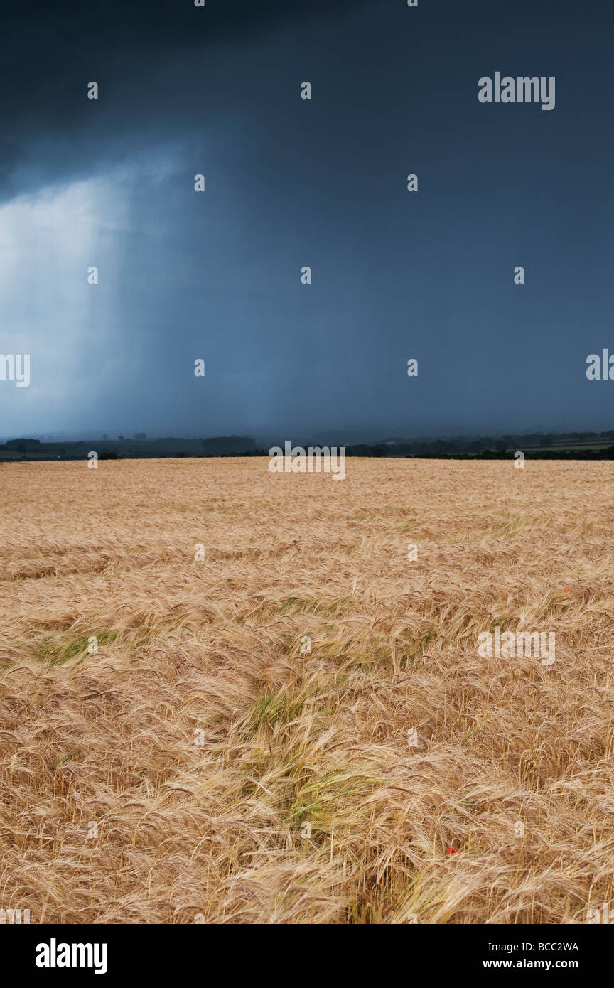 Hordeum vulgare. Champ d'orge contre un ciel d'orage dans la campagne anglaise Banque D'Images