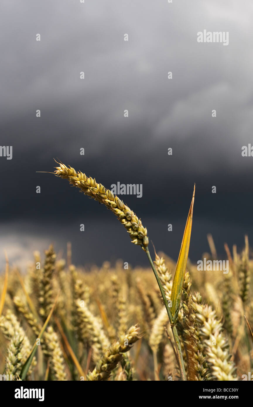 Champ de blé contre un ciel d'orage dans la campagne anglaise Banque D'Images