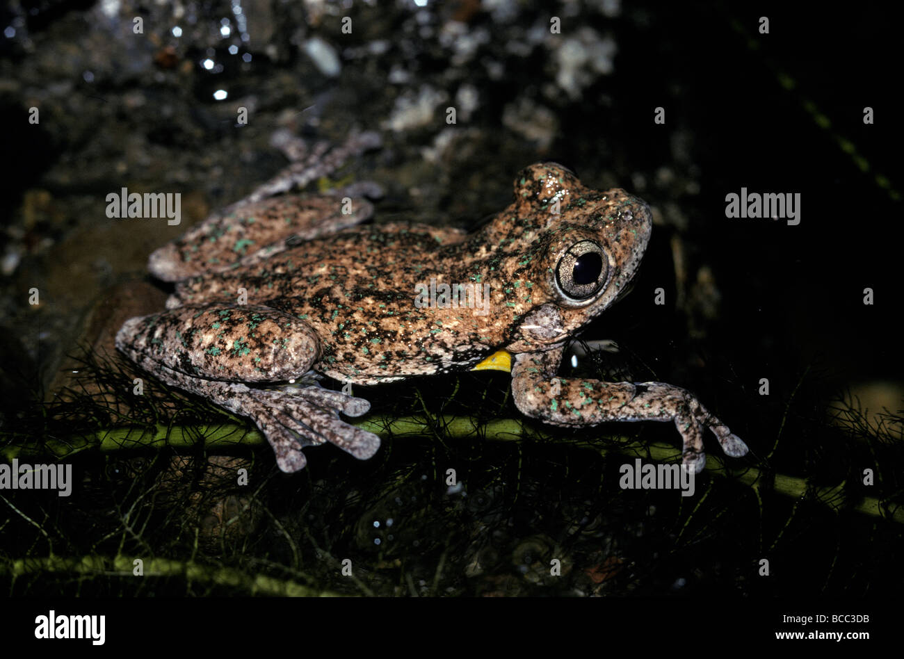 Une personnes grenouille d'arbre flotte dans une piscine des zones humides. Banque D'Images