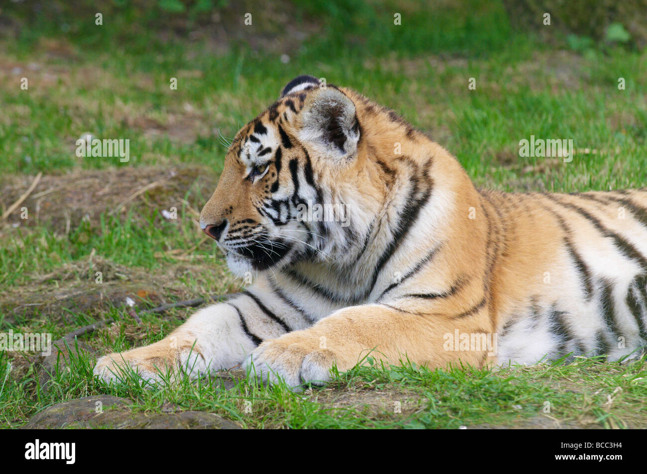 Tiger Panthera tigris Banque D'Images