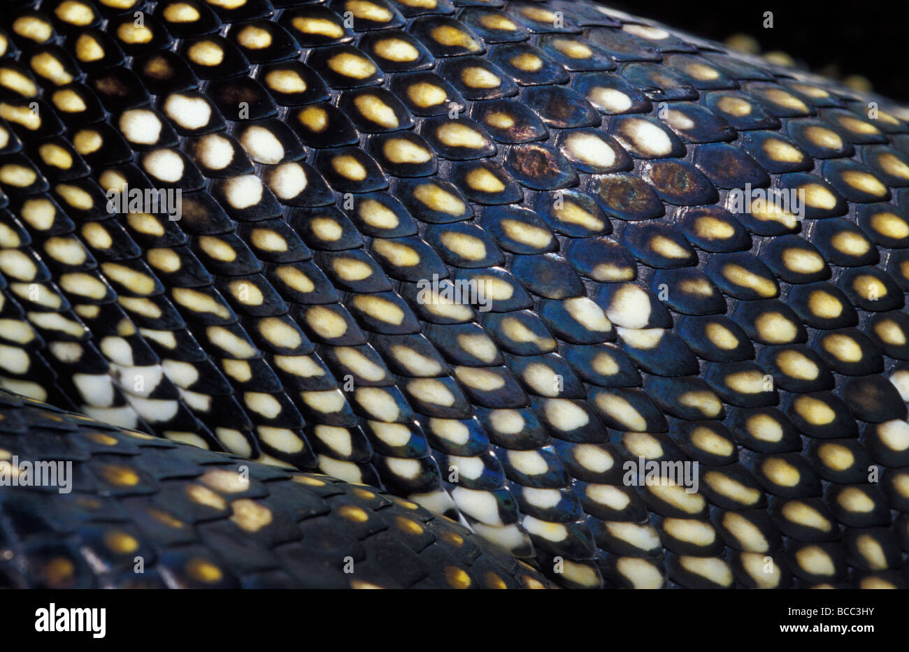 Les motifs complexes d'une espèce en voie d'échelles du Python de diamants. Banque D'Images