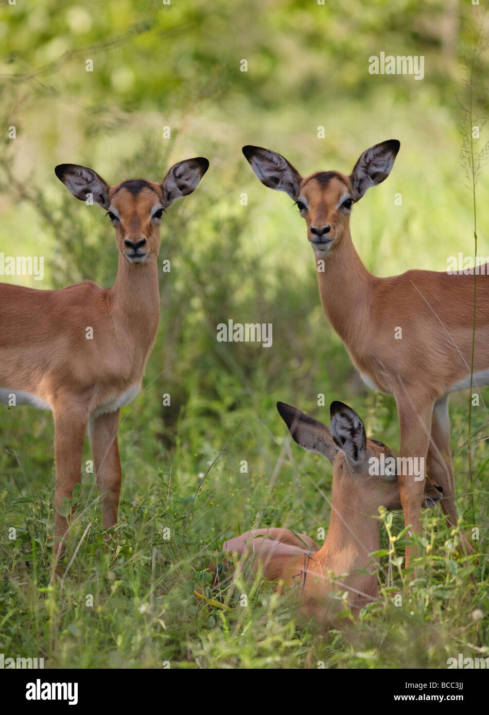 Impalas (Aepyceros melampus) en alerte.Parc national Kruger, Afrique du Sud Banque D'Images