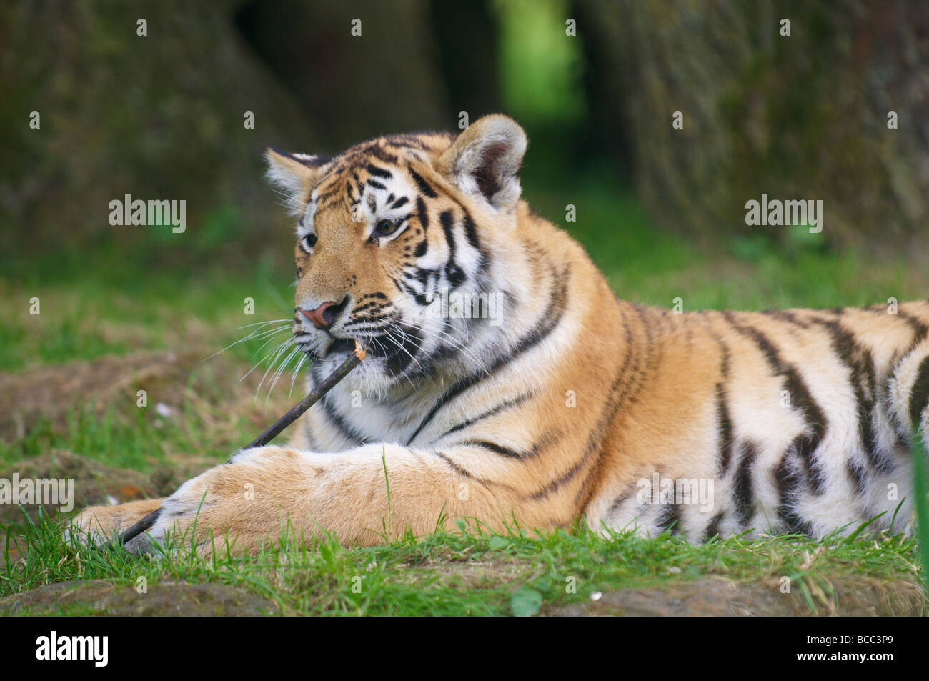 Tiger Panthera tigris Banque D'Images