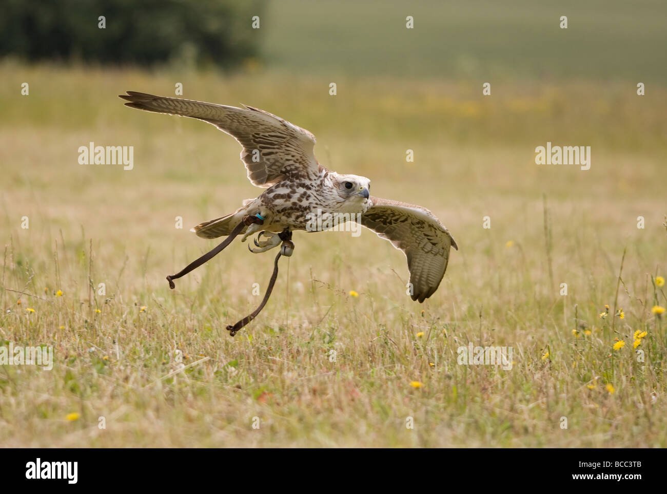 Faucon sacre (Falco cherrug) en vol Banque D'Images