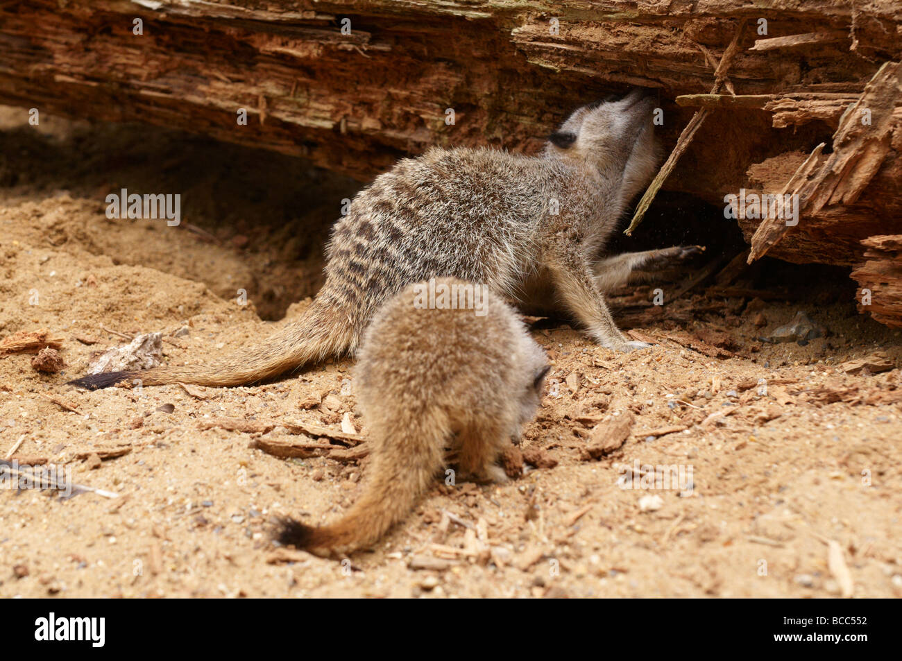 Meerkat Suricata suricatta Banque D'Images