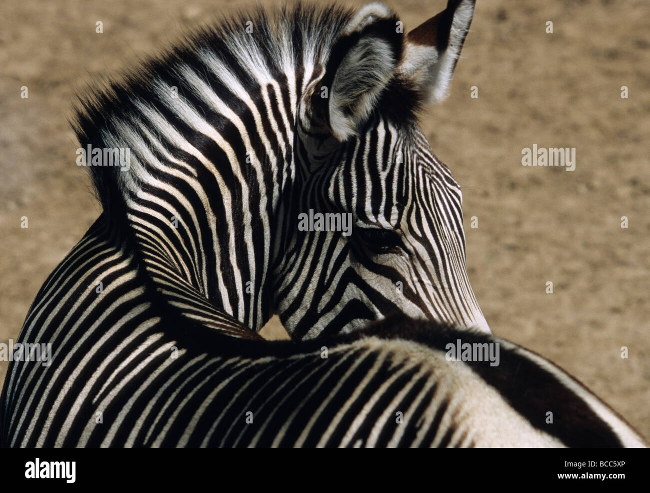 Gros plan sur un zèbre de Grevy, Equus Grevy Banque D'Images
