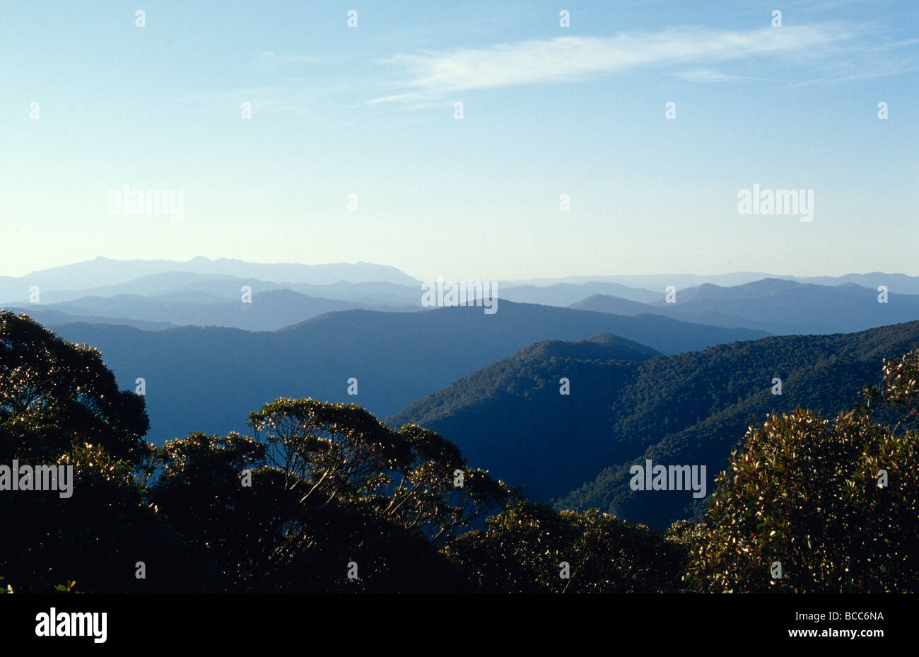 Les montagnes et les vallées couvertes de forêts d'arbres Eucalyptus Frêne alpin. Banque D'Images