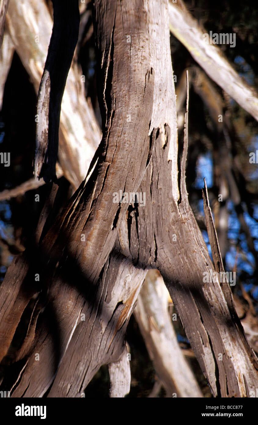 Peler l'écorce d'un tronc d'arbre d'Eucalyptus Gum reflète dans une zone humide. Banque D'Images