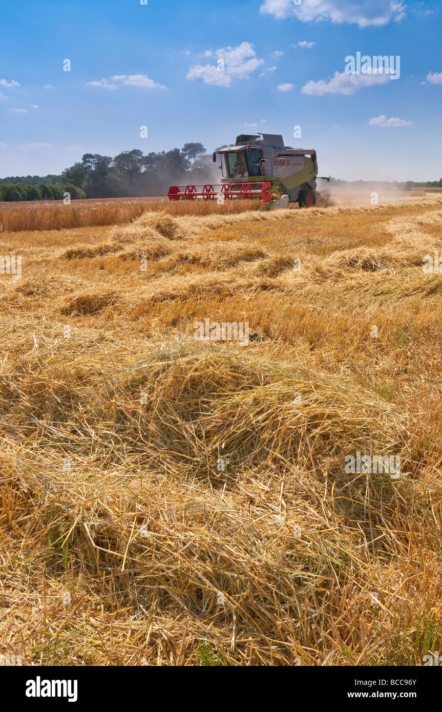 Rendmt Lexion Claas 540 moissonneuse batteuse, la récolte d'orge d'été - Indre-et-Loire, France. Banque D'Images