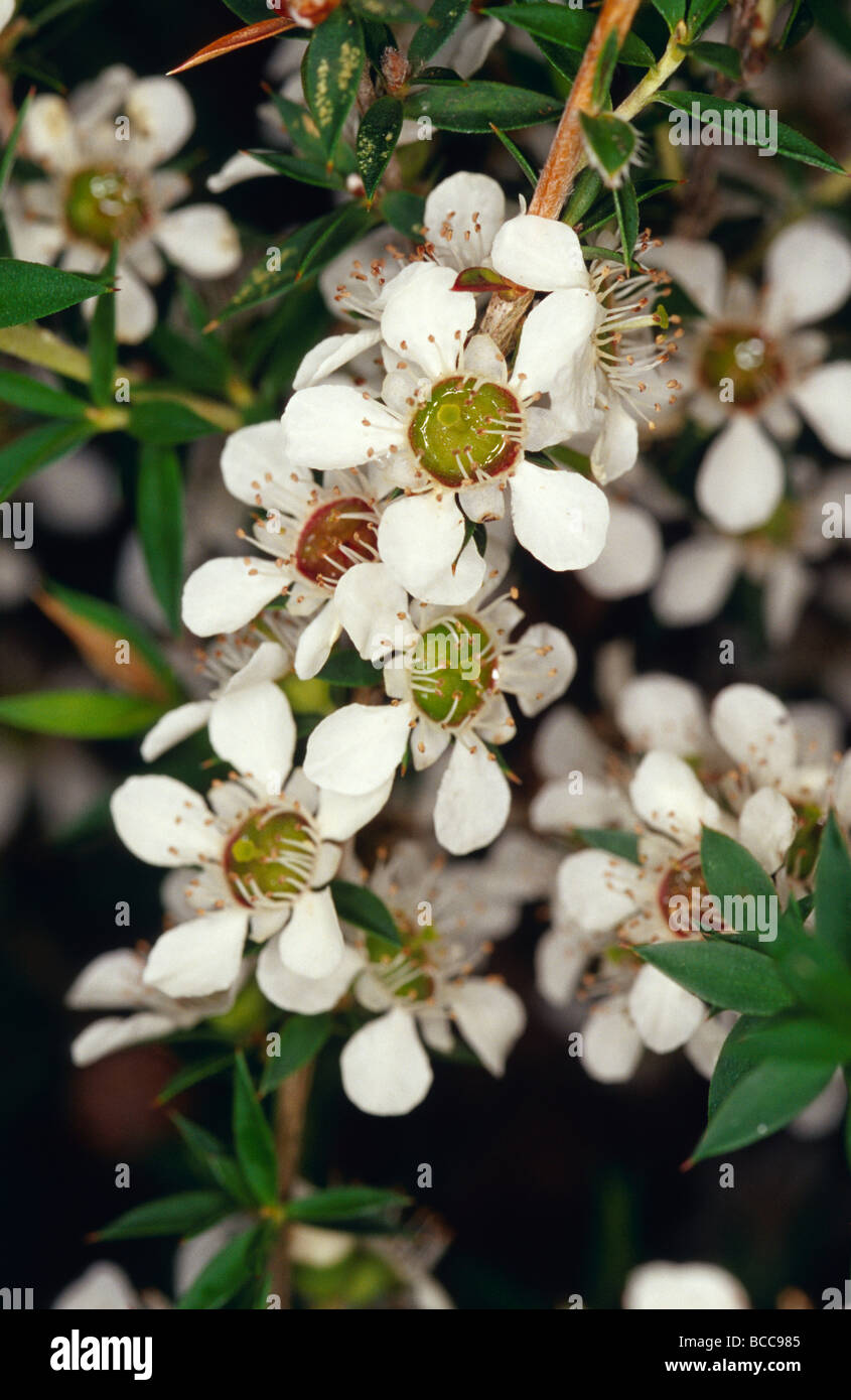 Les délicates fleurs blanches du Manuka, Leptospermum scoparium. Banque D'Images