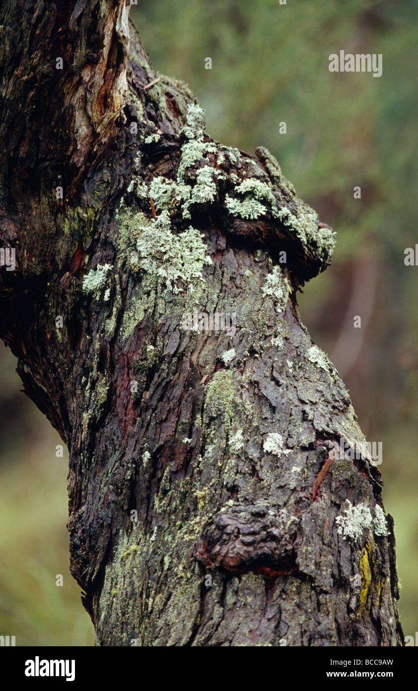 Le lichen poussant sur un tronc d'arbre noueux et ancienne. Banque D'Images