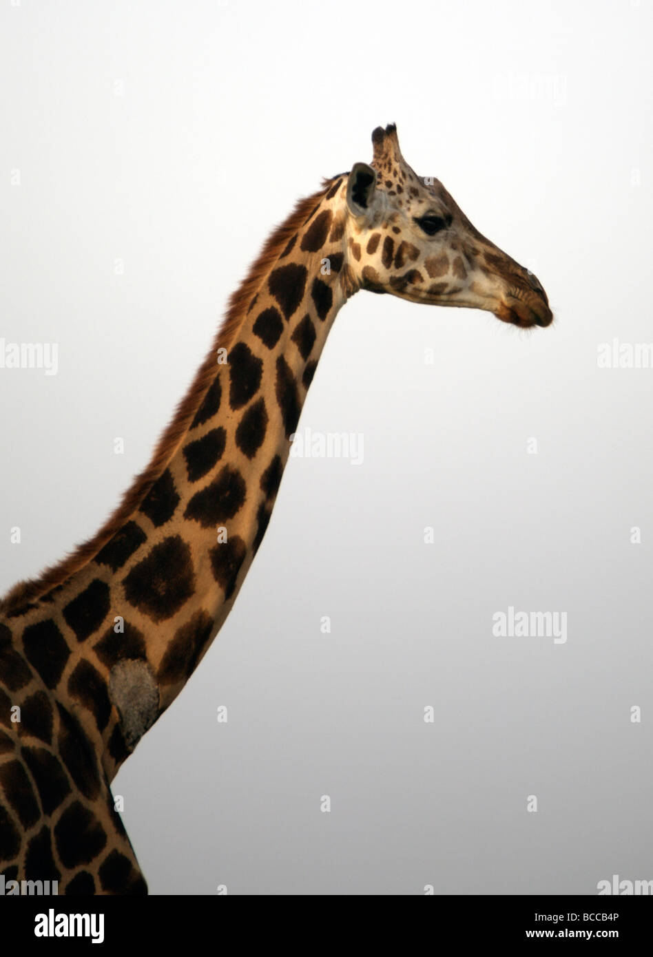 Gentle girafe Banque D'Images