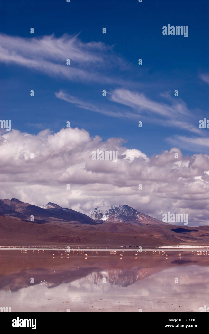 La Laguna Colorada (rouge) au sein de la faune andine Eduardo Avaroa réserve nationale en Bolivie Banque D'Images