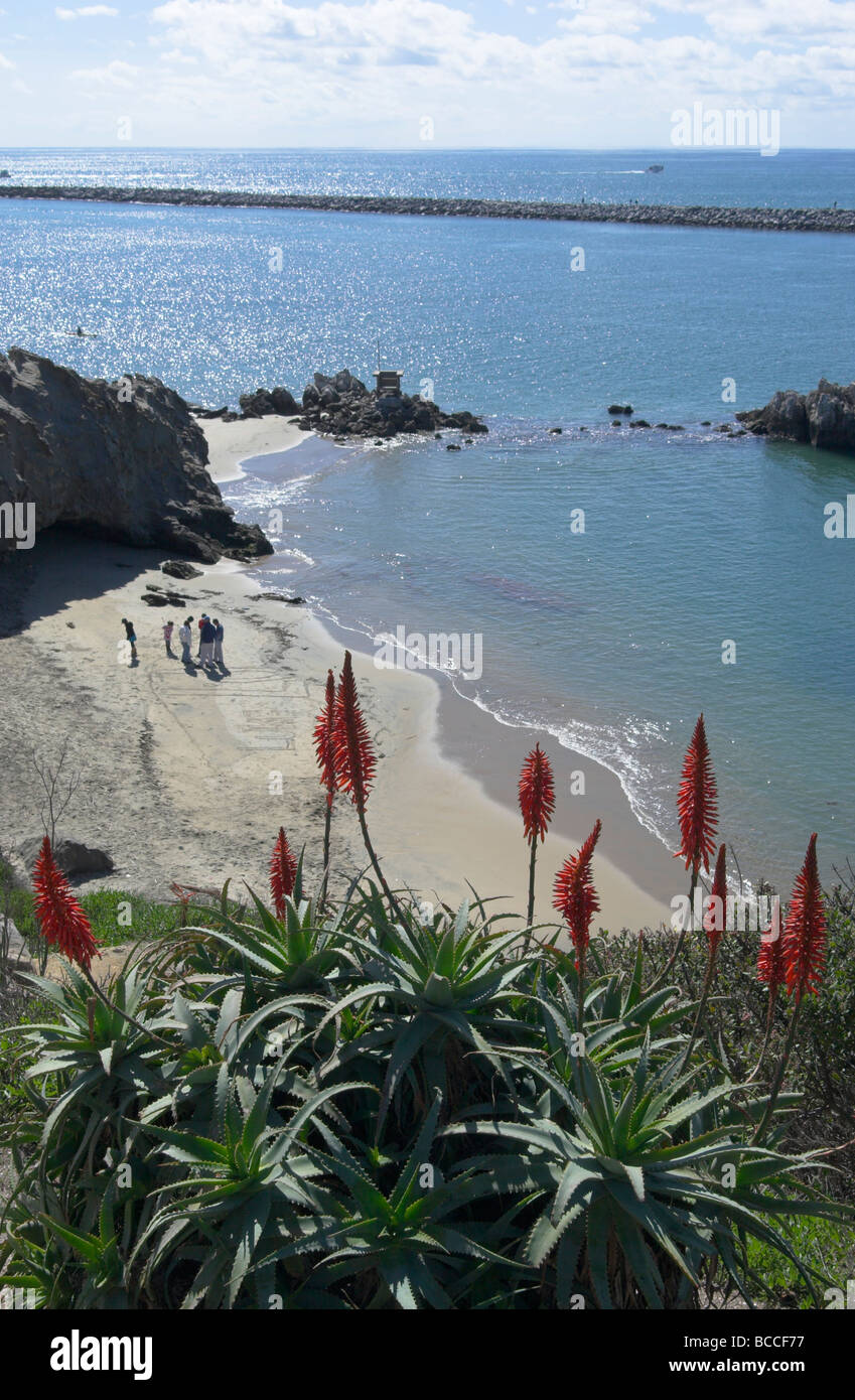 L'aloès en fleur. Lookout Point, Corona del Mar, Newport Beach, Californie, USA. Photo Février 2009. Banque D'Images