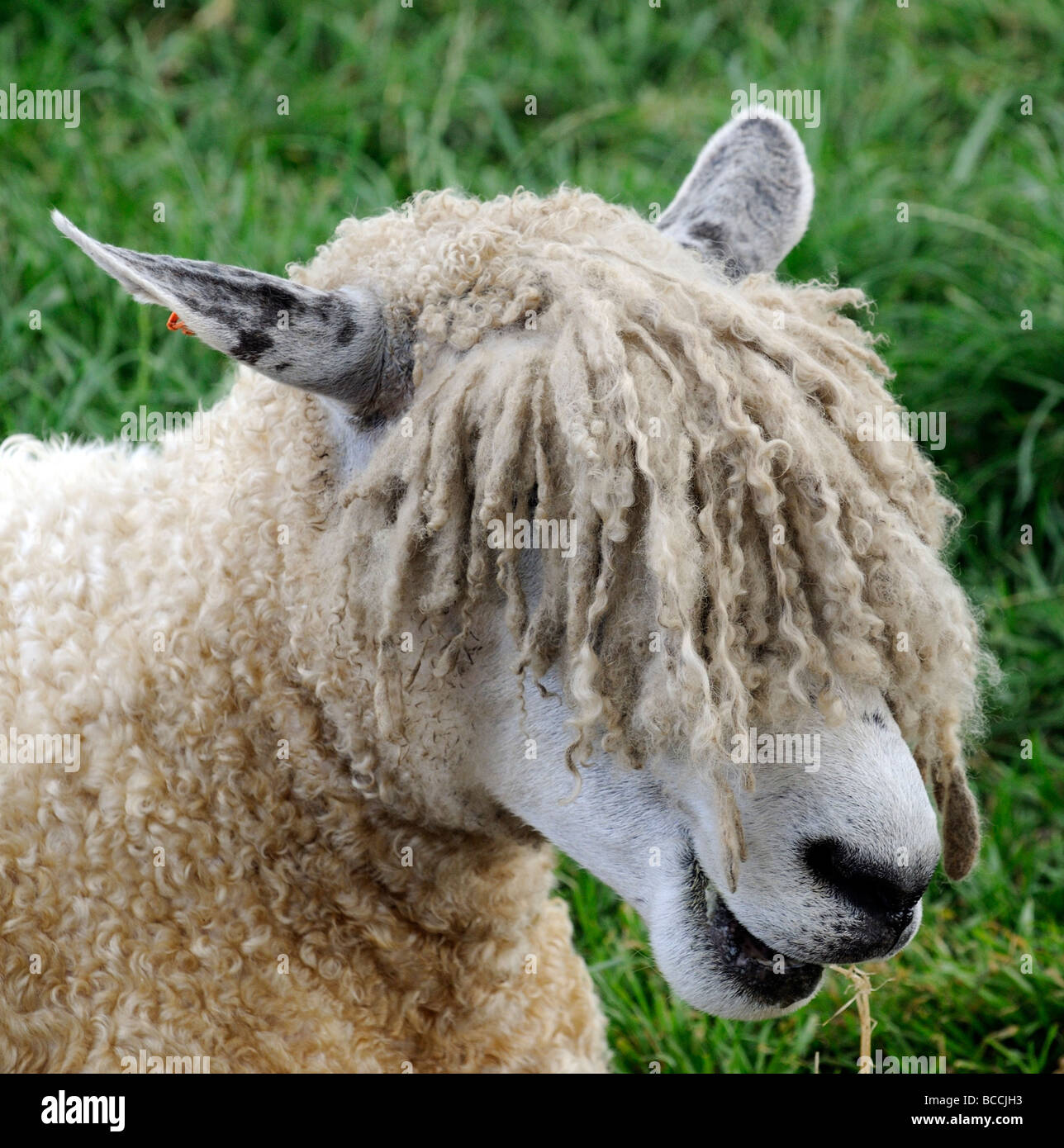 Portrait d'un des moutons Cotswold également connu comme un lion Cotswold Banque D'Images
