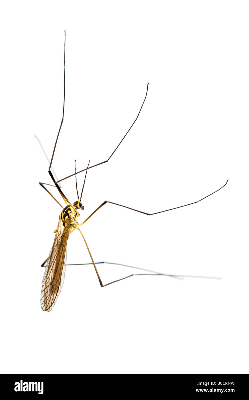 Tipule ou Daddy Long Legs insecte, sur un fond blanc Banque D'Images