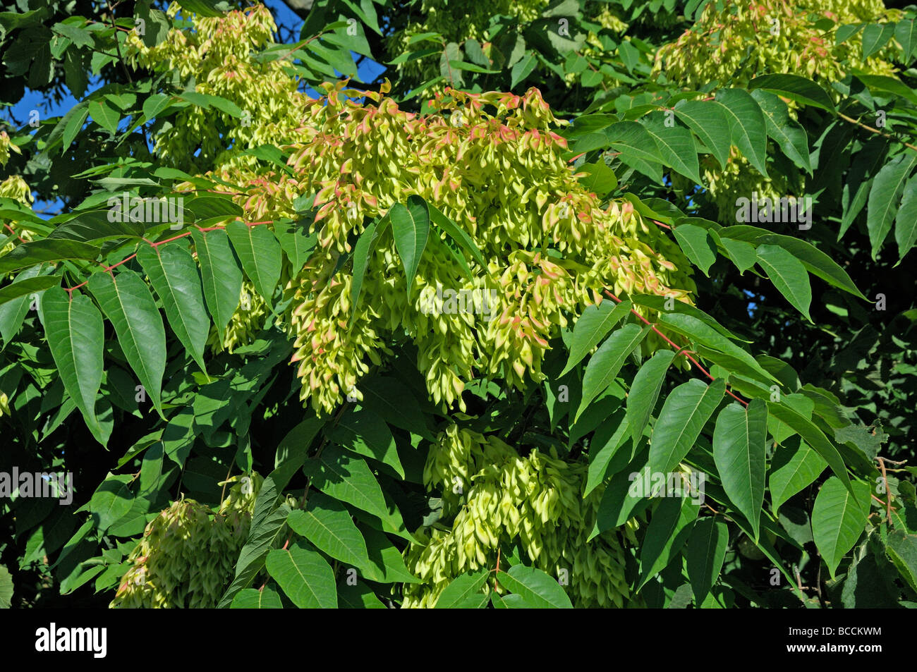 Arbre du Ciel (Ailanthus altissima), des branches avec des graines Banque D'Images