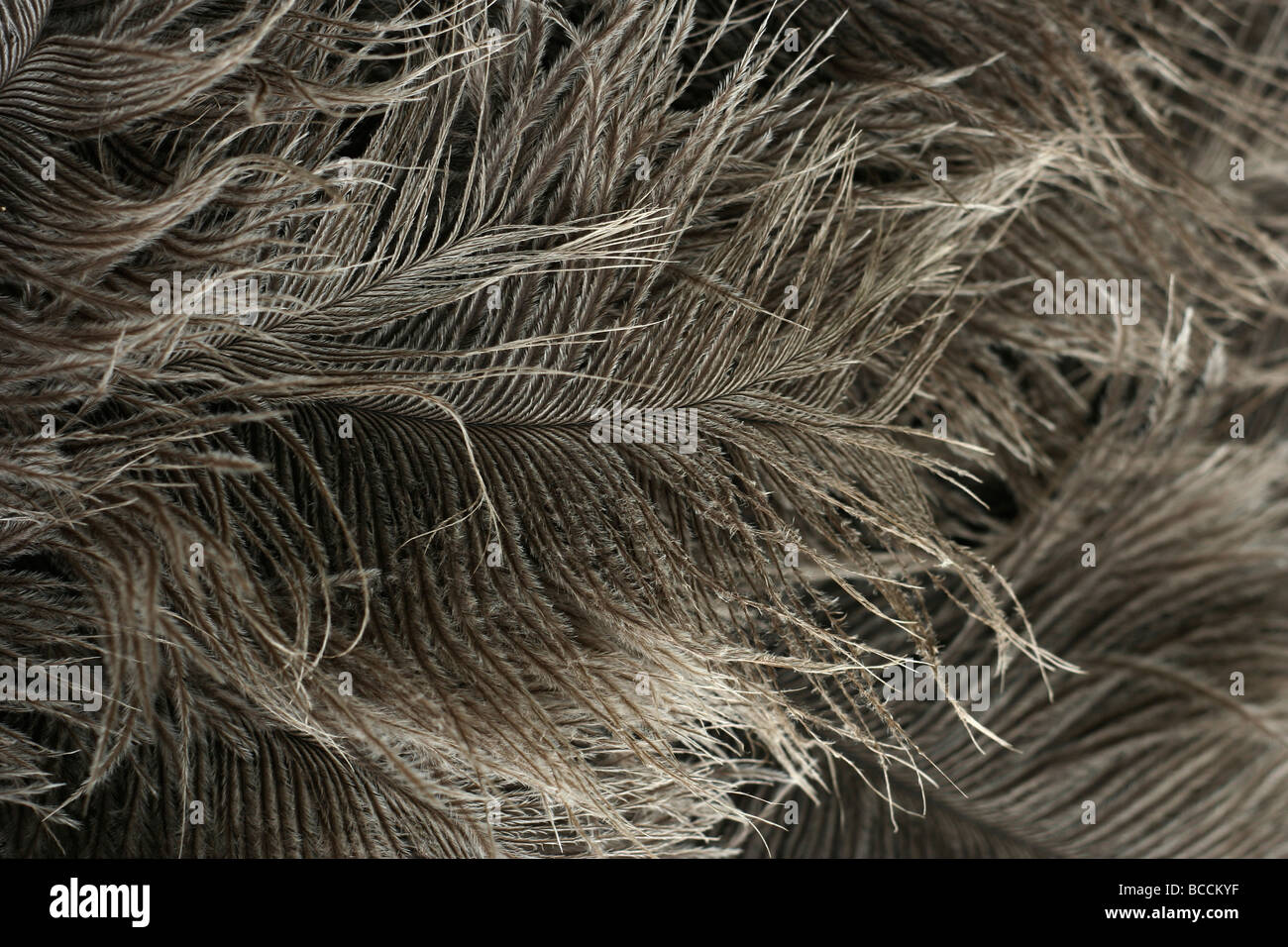 Arrière-plan de plumes d'Autruche Banque D'Images