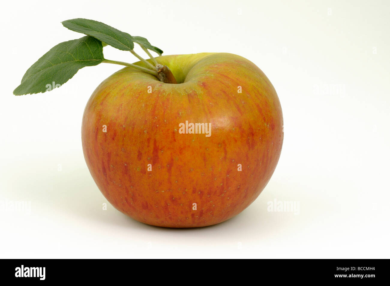 Pommier (Malus domestica), variété : Goldparmaene, fruit mûr, studio photo Banque D'Images