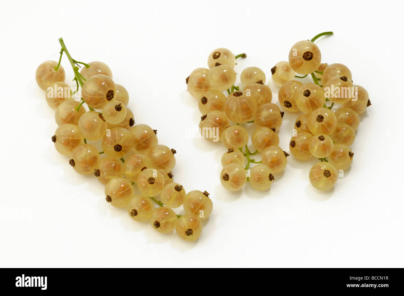 Groseille Blanc (Ribes rubrum), fruits mûrs, studio photo Banque D'Images