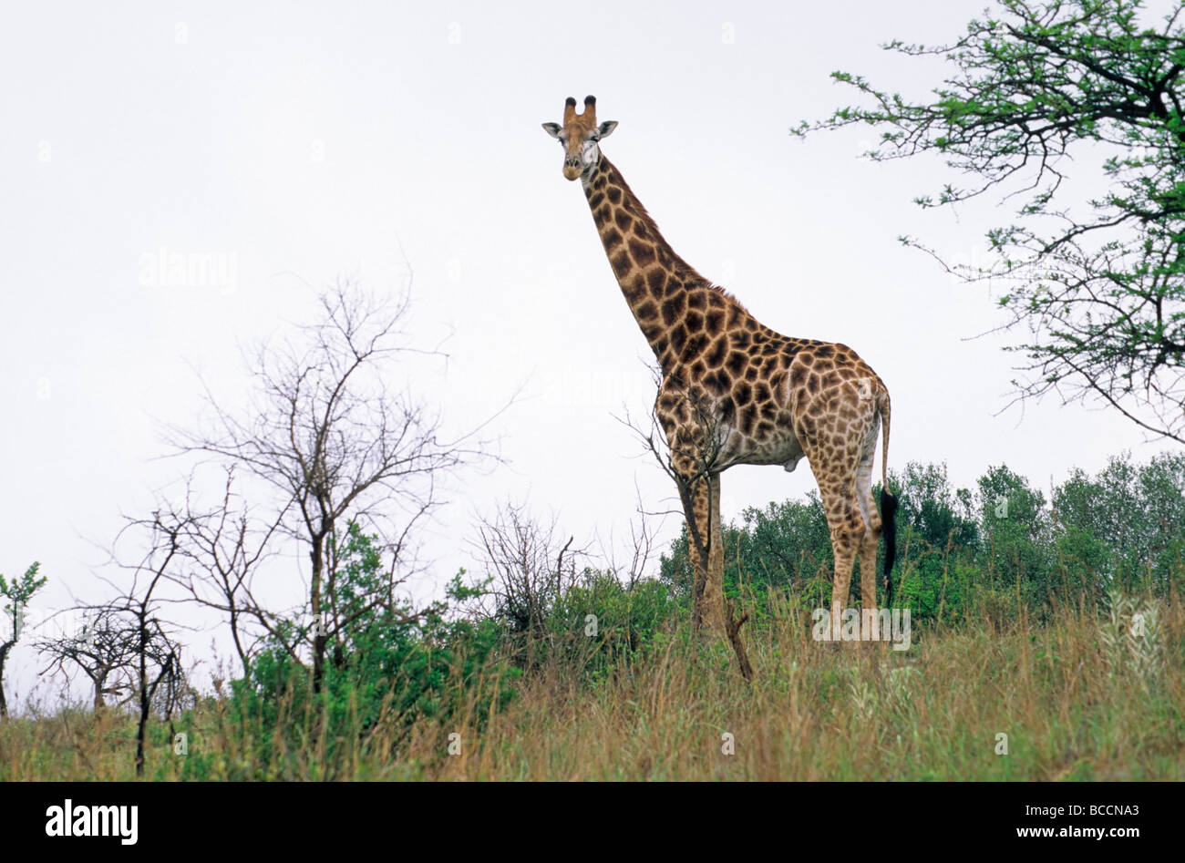 Girafe giraffa camelopardis sud, giraffa (Giraffa camelopardalis giraffa) ou Itala, National Park, Afrique du Sud Banque D'Images